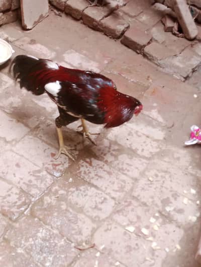 Aseel murga aur desi murgi sale
