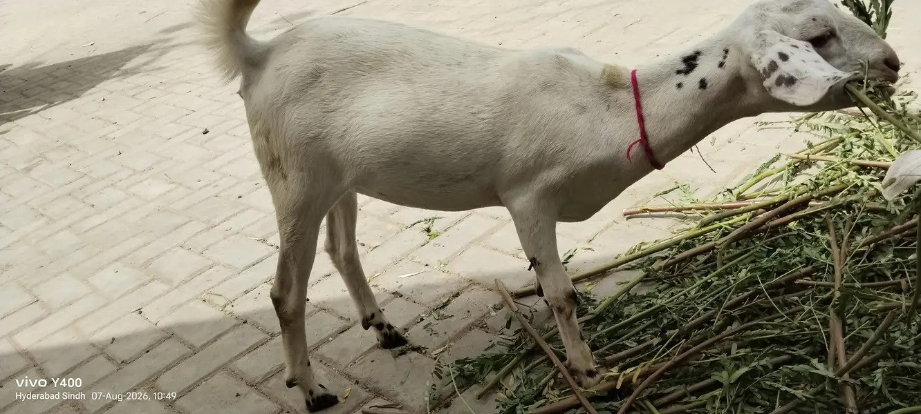 4 month se 2 sal tak bakery aur kareyan — photo 2