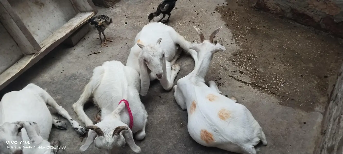 4 month se 2 sal tak bakery aur kareyan — photo 6