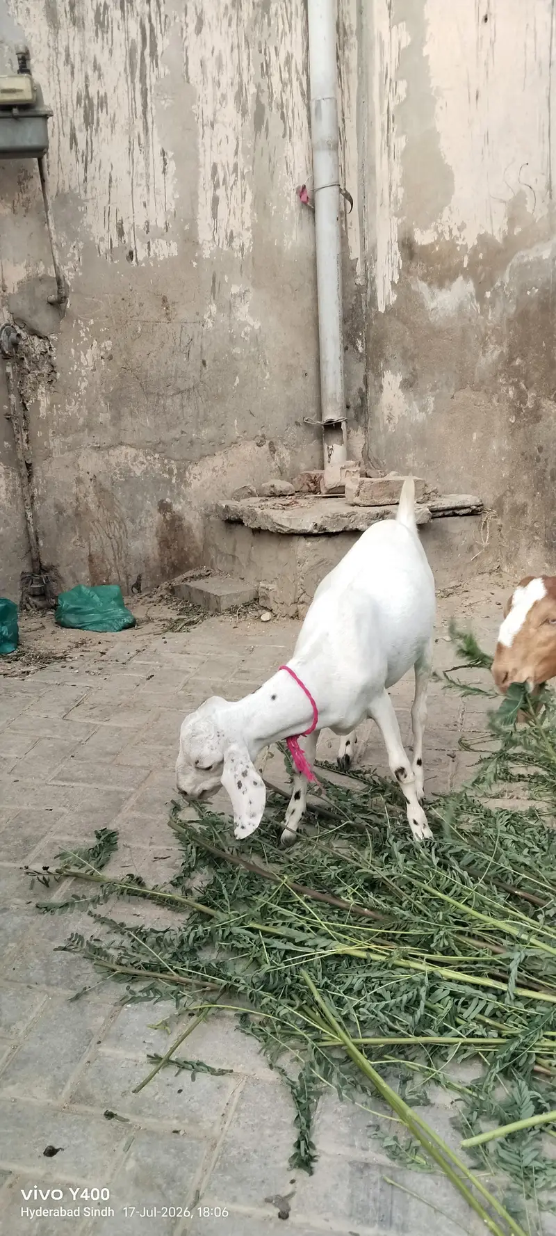 4 month se 2 sal tak bakery aur kareyan — photo 8