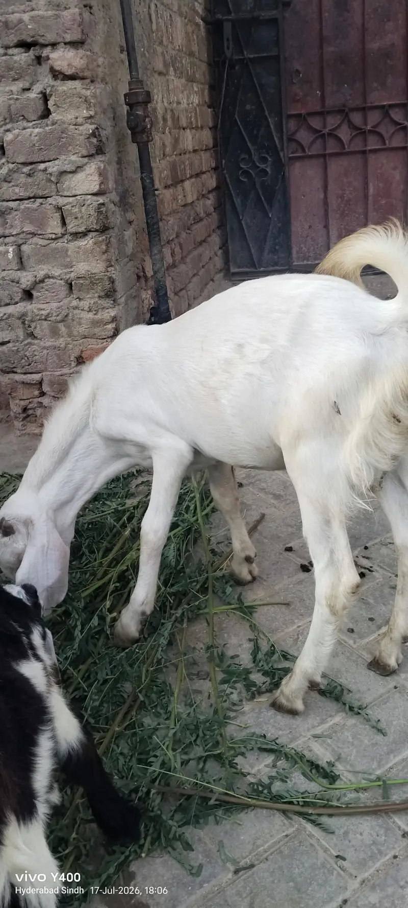4 month se 2 sal tak bakery aur kareyan — photo 9