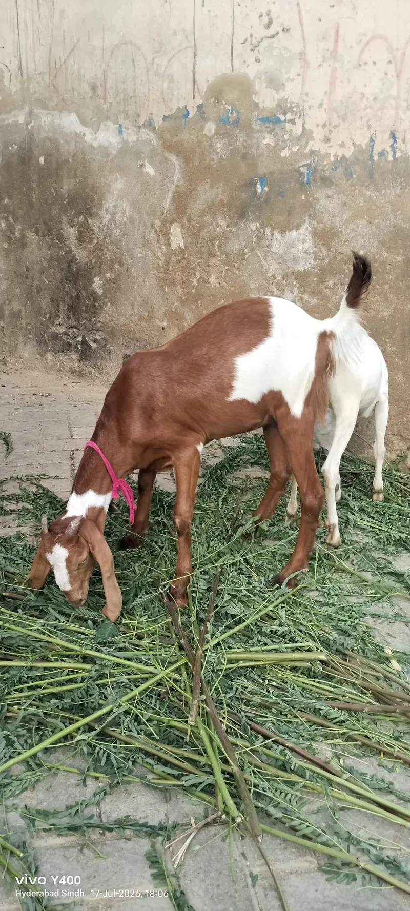 4 month se 2 sal tak bakery aur kareyan — photo 11