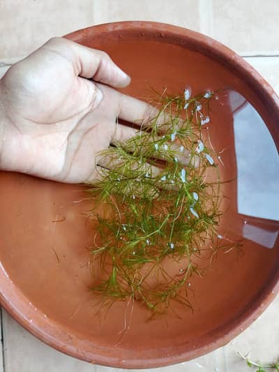 aquarium plant