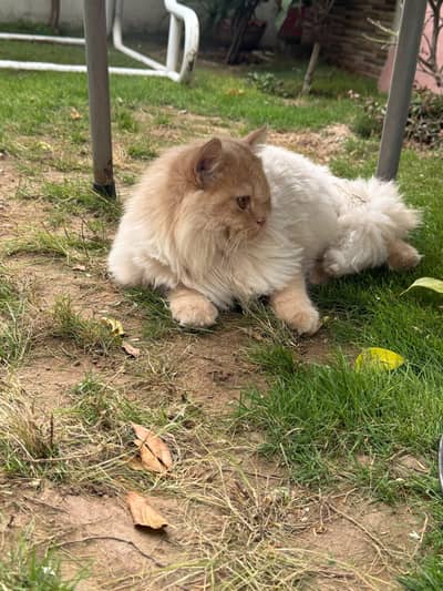 Selling My Cat