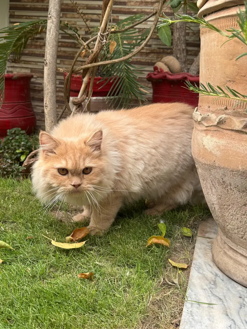 Selling My Cat — photo 2