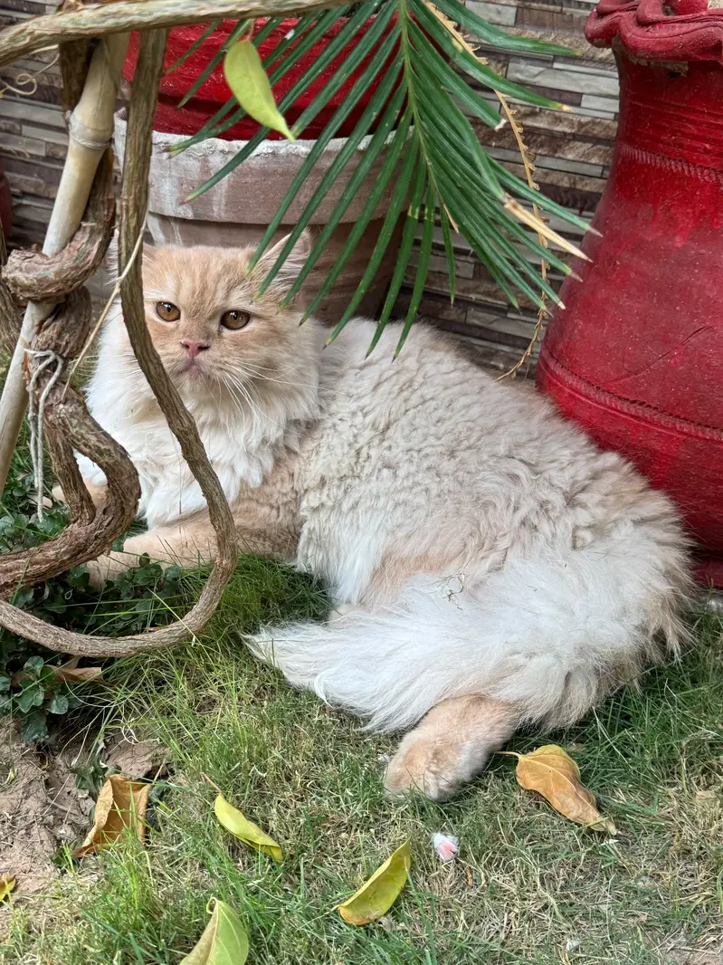 Selling My Cat — photo 3