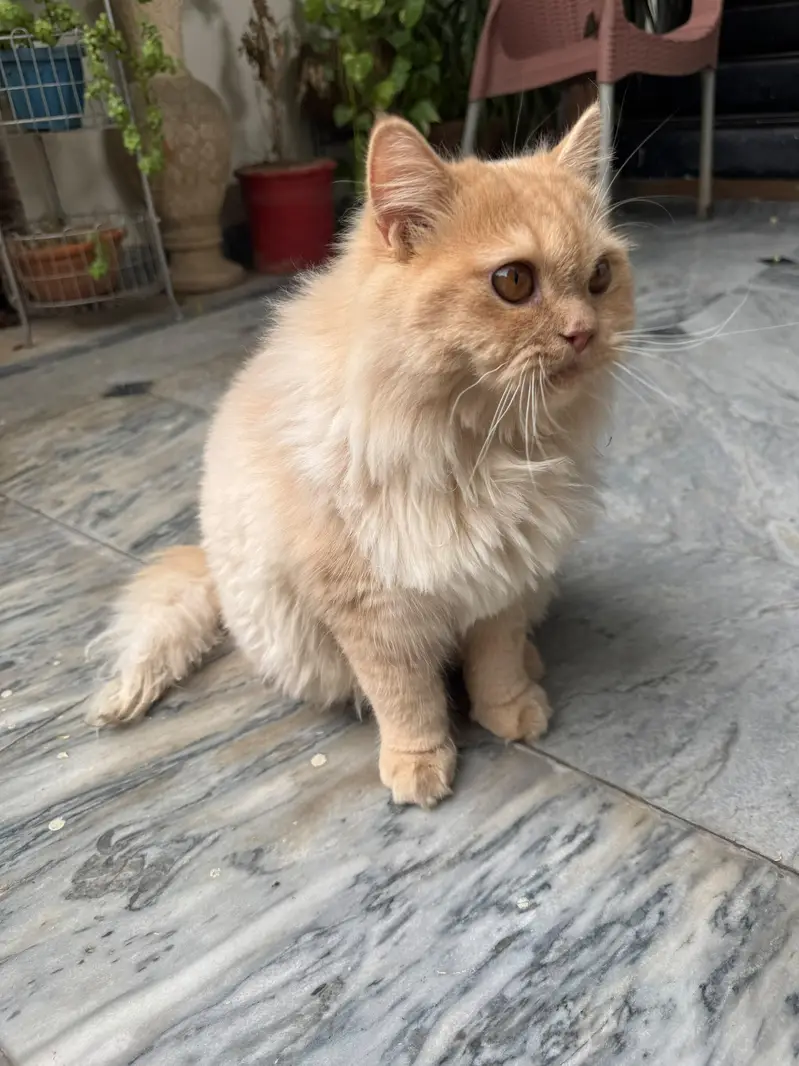 Selling My Cat — photo 4