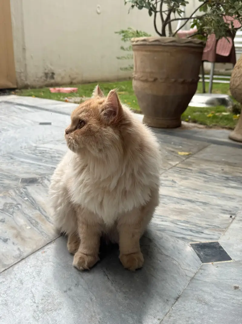 Selling My Cat — photo 5