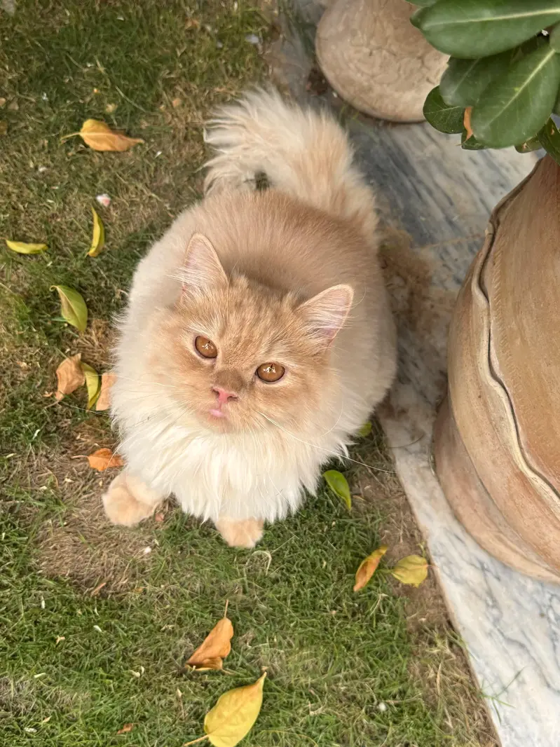 Selling My Cat — photo 6