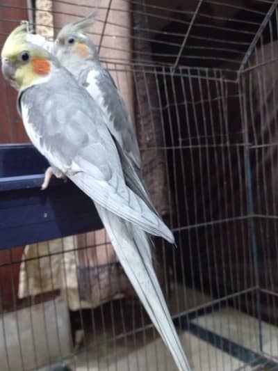breeding cocktail pair