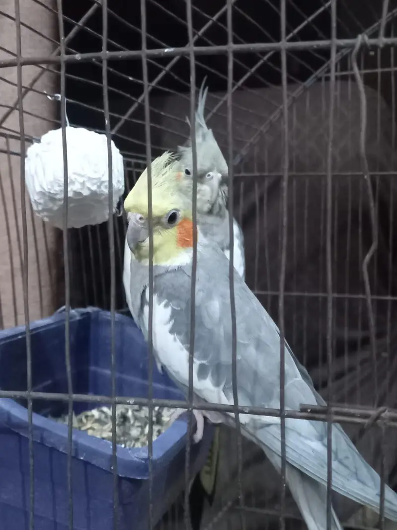 breeding cocktail pair — photo 2