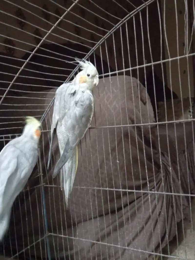 breeding cocktail pair — photo 3