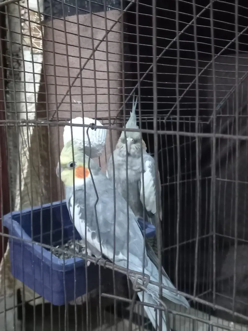 breeding cocktail pair — photo 4