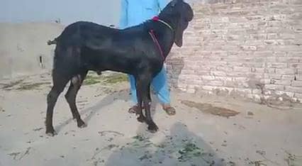 Desi Bakra Urgent For Sale/ 03369794037