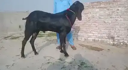 Desi Bakra Urgent For Sale/ 03369794037 — photo 2