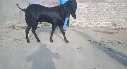 Desi Bakra Urgent For Sale/ 03369794037 — photo 3