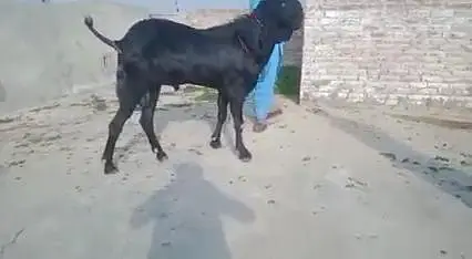 Desi Bakra Urgent For Sale/ 03369794037 — photo 4