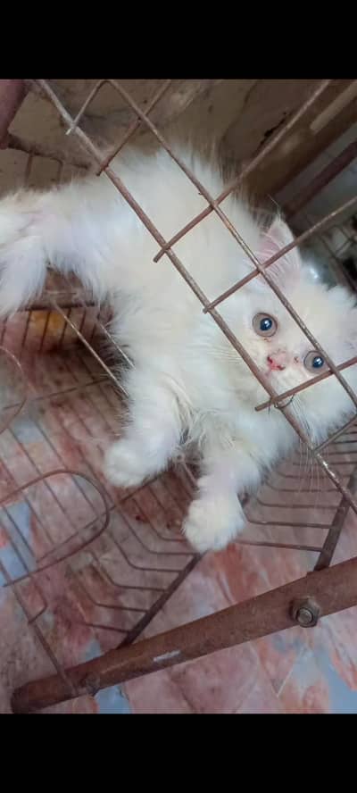 Persian cats tripple coat for sale