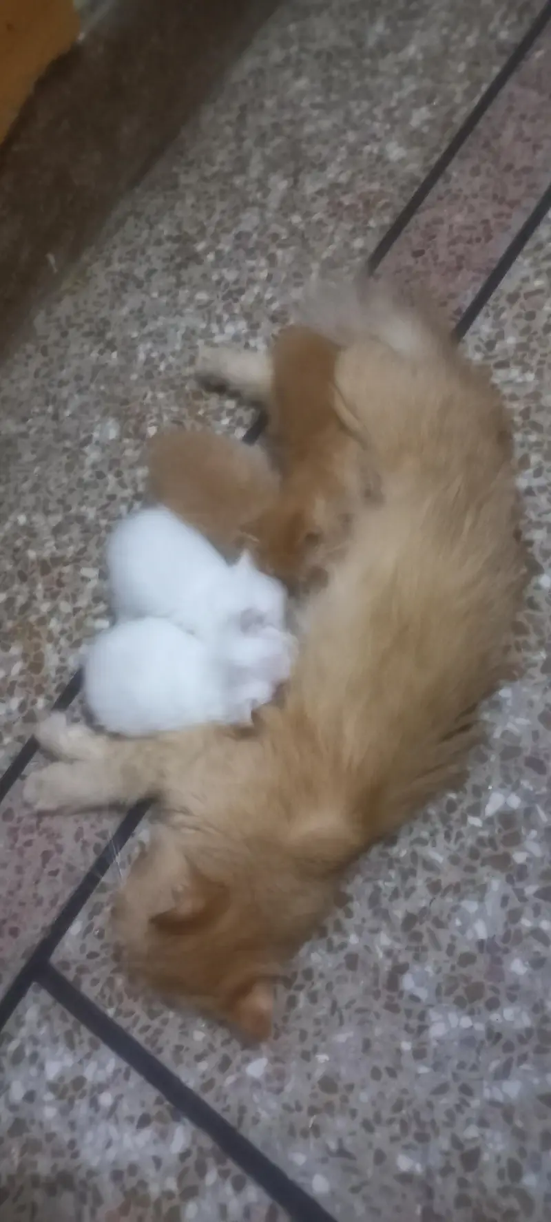 Persian cats tripple coat for sale — photo 2