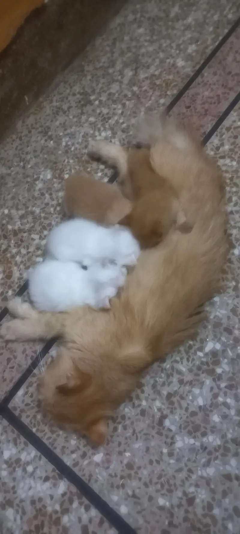 Persian cats tripple coat for sale — photo 3