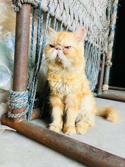 pure persian piki female