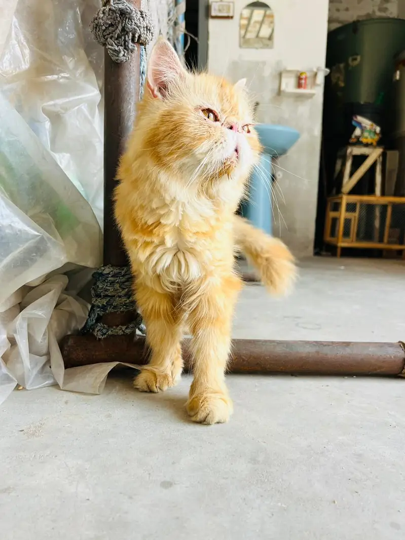 pure persian piki female — photo 2