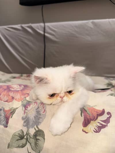 Persian Kittens and Cats Available for Sale