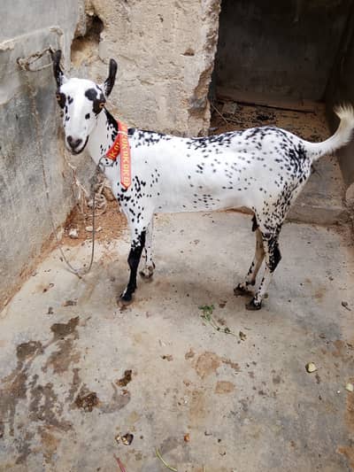 “Healthy 2 Gaban Bakriyan + 1 Bakra For Sale”
