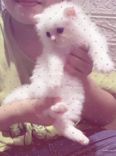 White Persian male