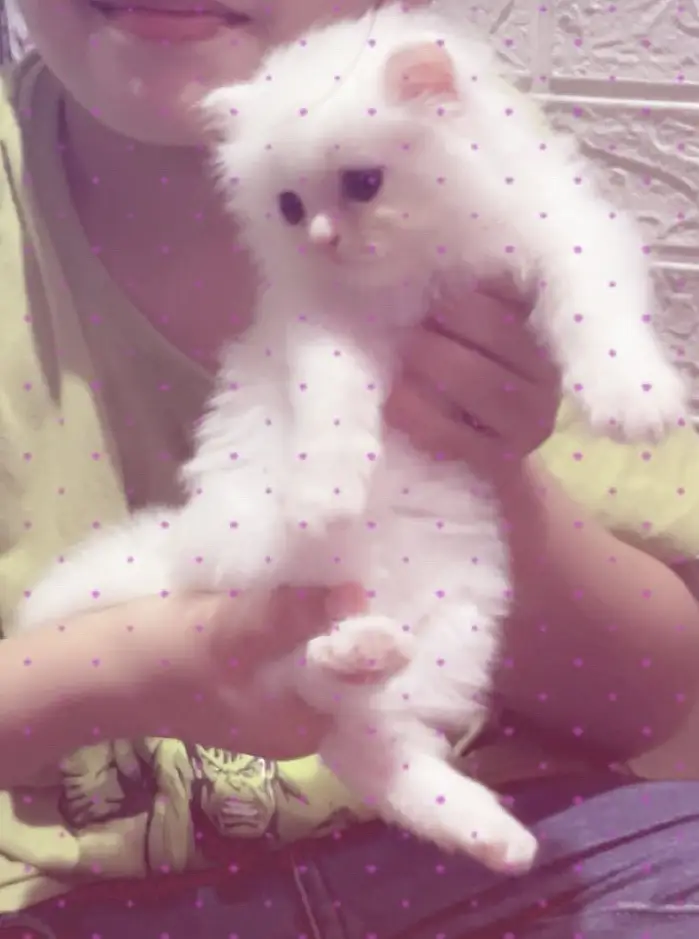 White Persian male