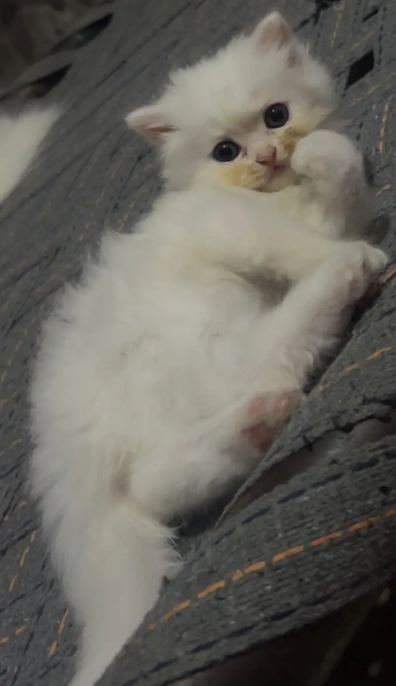 White Persian male — photo 2