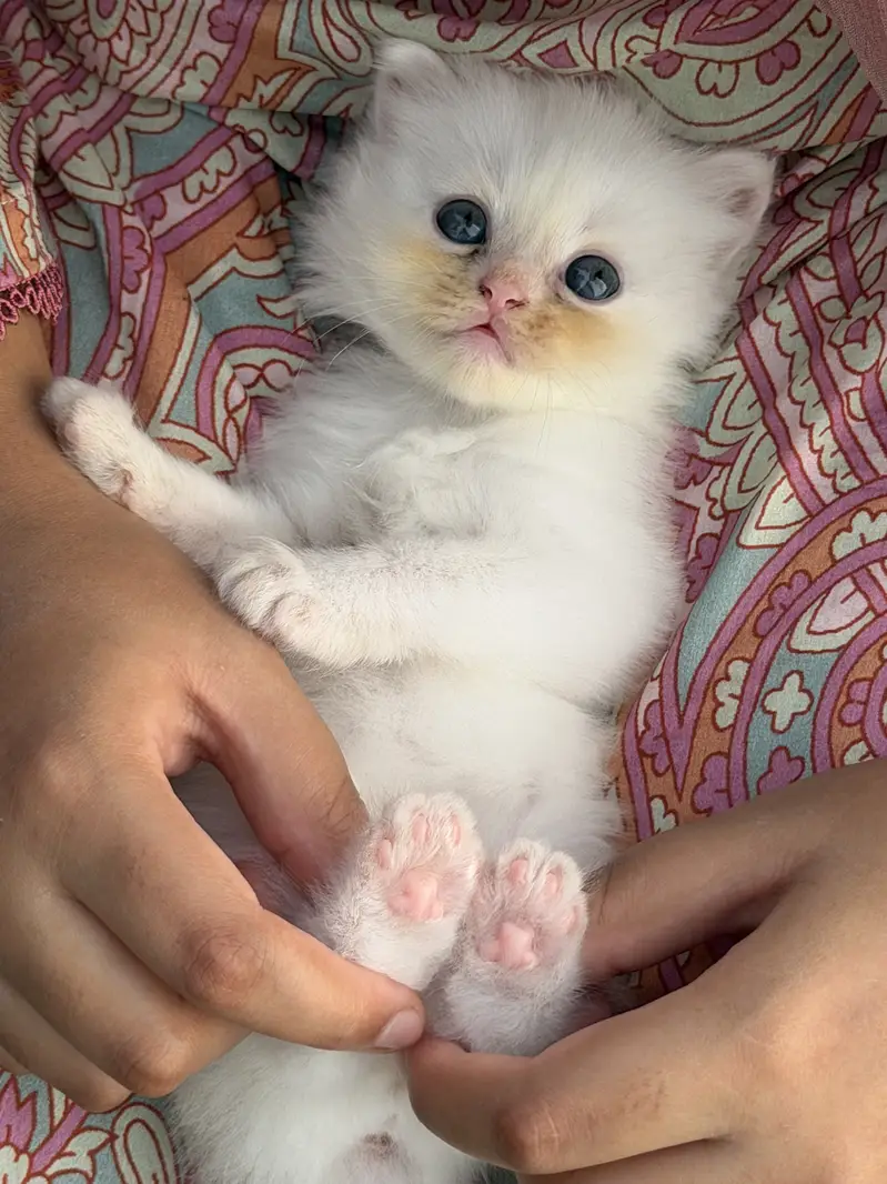 White Persian male — photo 3