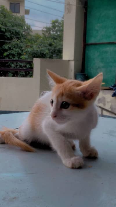 Cats for adoption