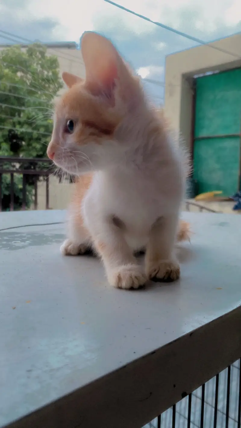 Cats for adoption — photo 2