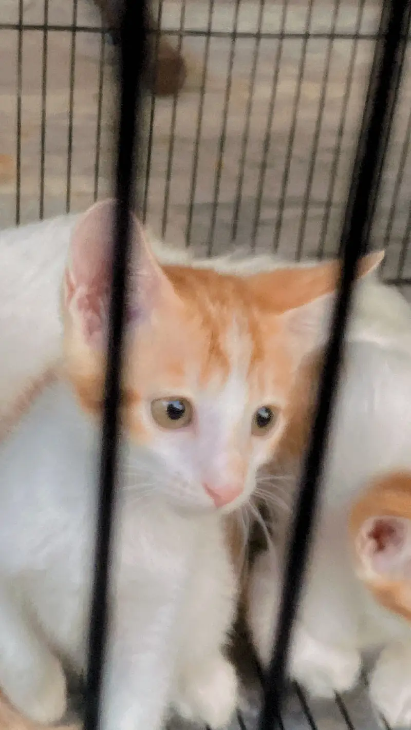 Cats for adoption — photo 3