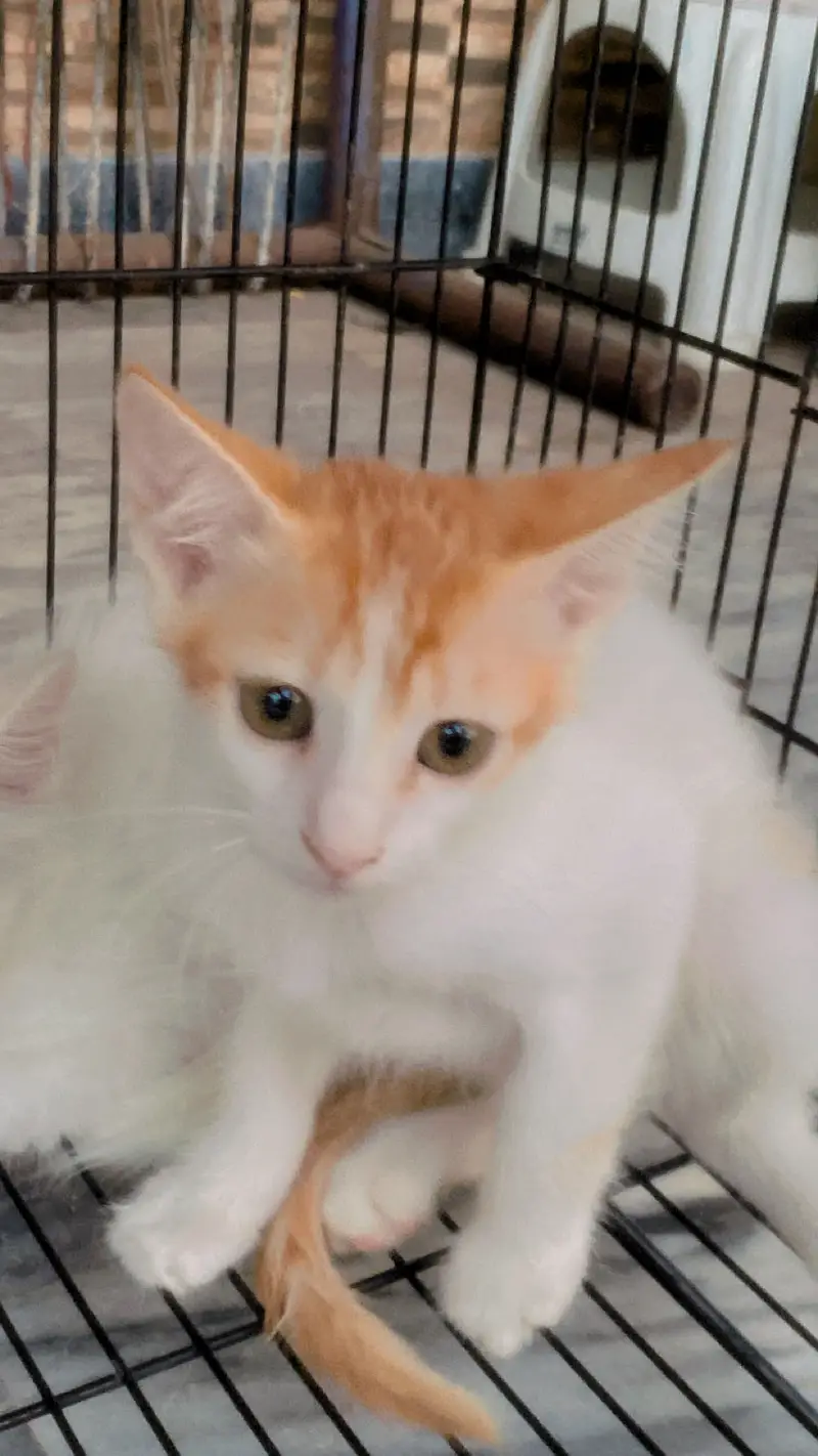 Cats for adoption — photo 4