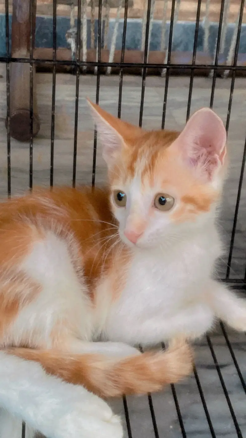 Cats for adoption — photo 5