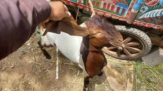 male bakra