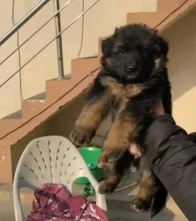 german shepherd puppies available for sale. 03073909212