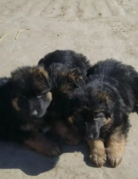 german shepherd puppies available for sale. 03073909212 — photo 2
