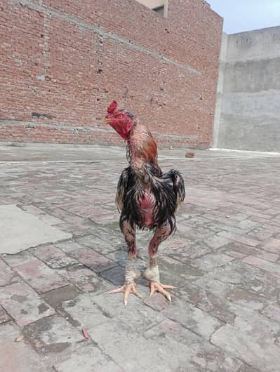 maszboot manka or long hight good quality killi taj