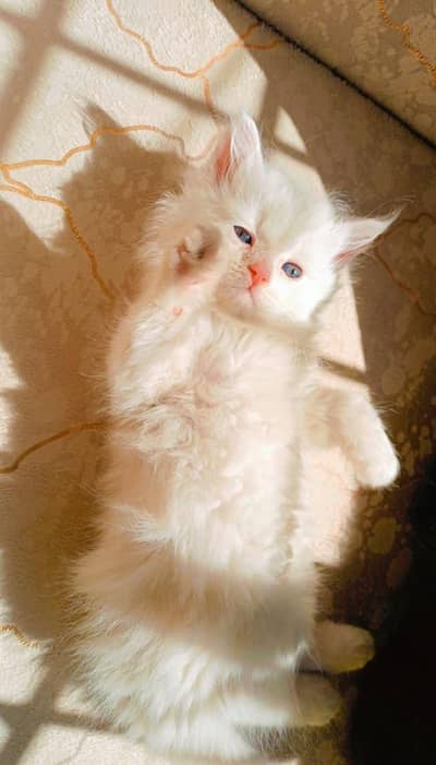 kitten