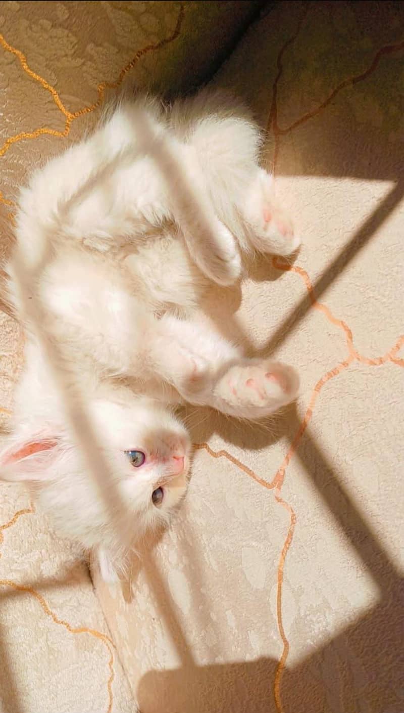 kitten 1