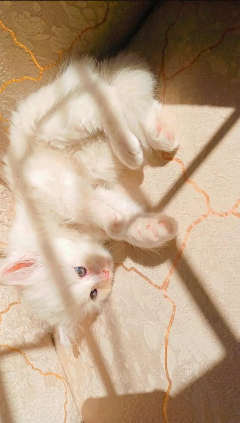 kitten — photo 2