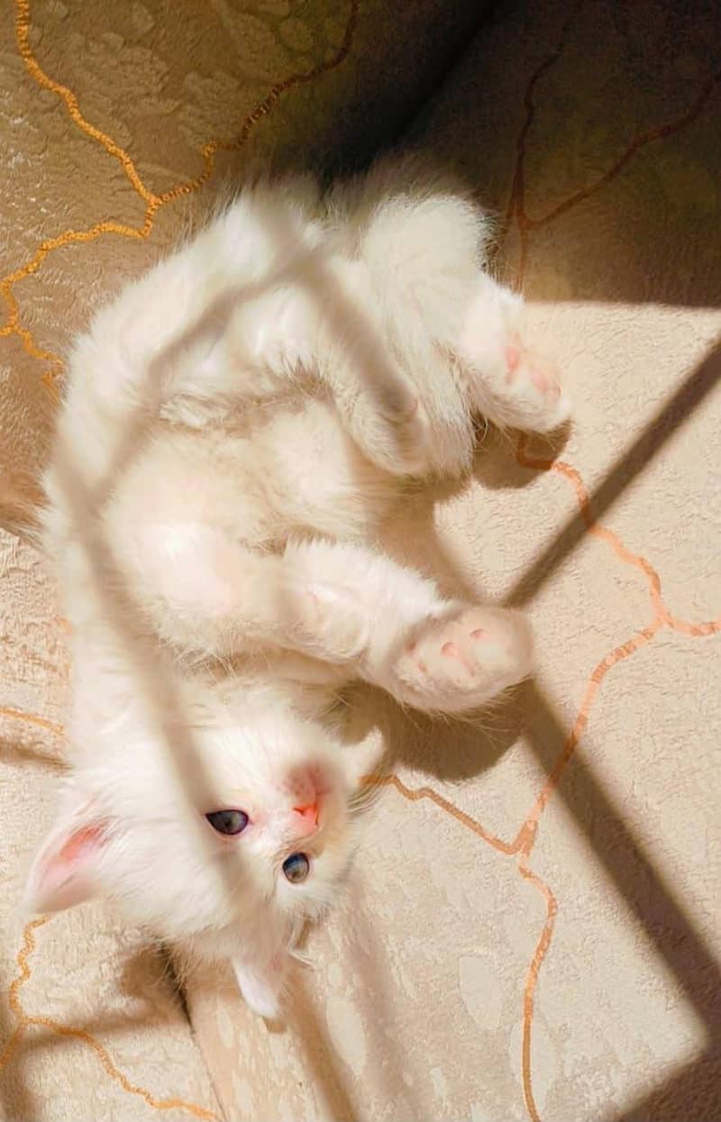 kitten 2