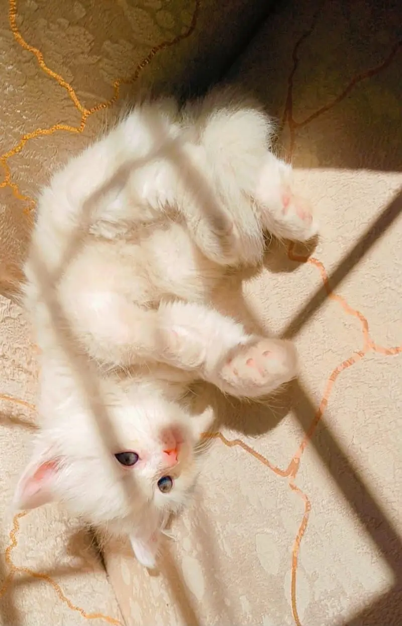 kitten — photo 3