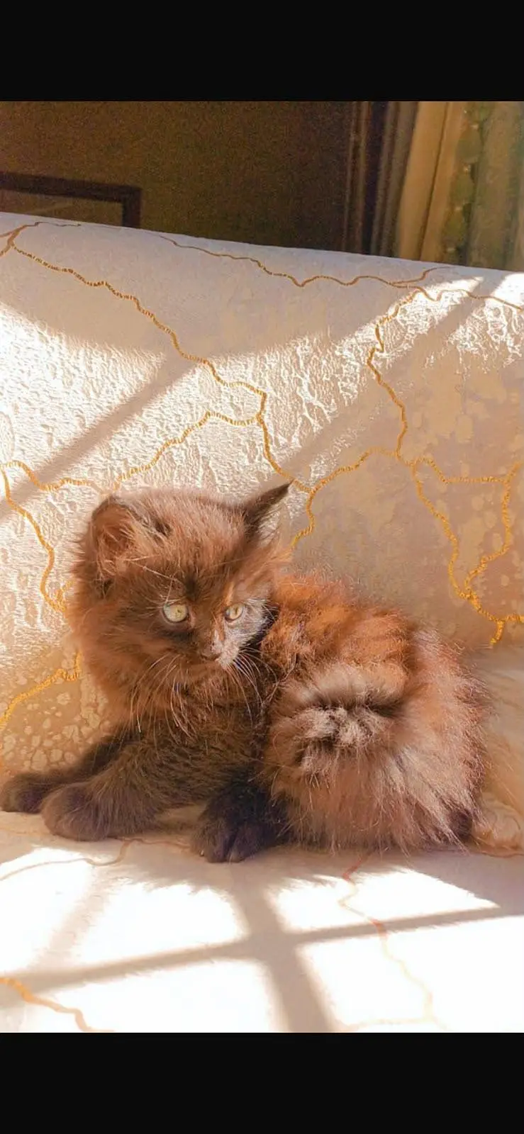 kitten — photo 4