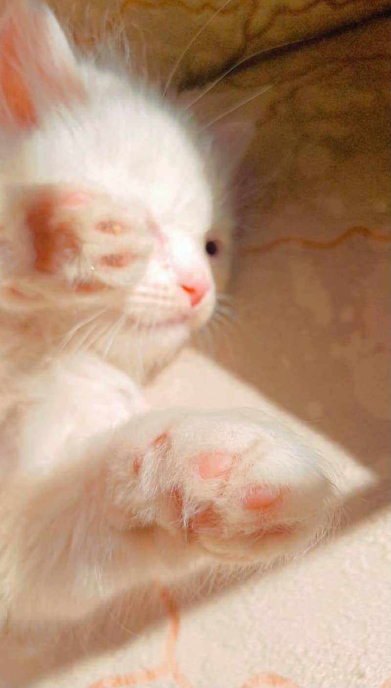kitten 4