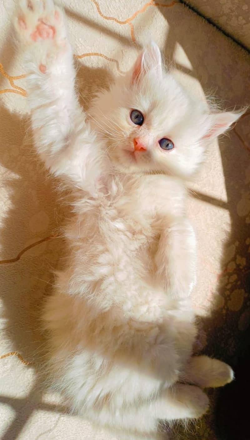 kitten 5