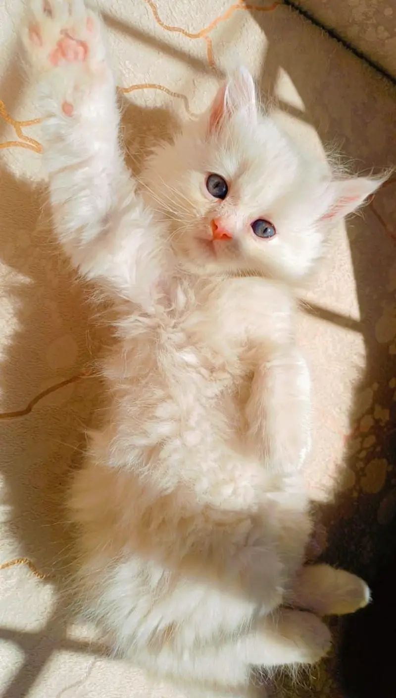 kitten — photo 6